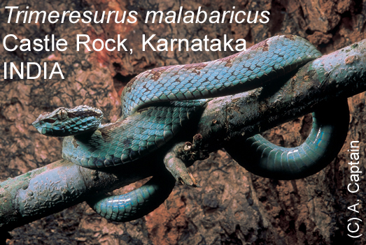 T_malabaricus CASTLEROCK.jpg [243 Kb]